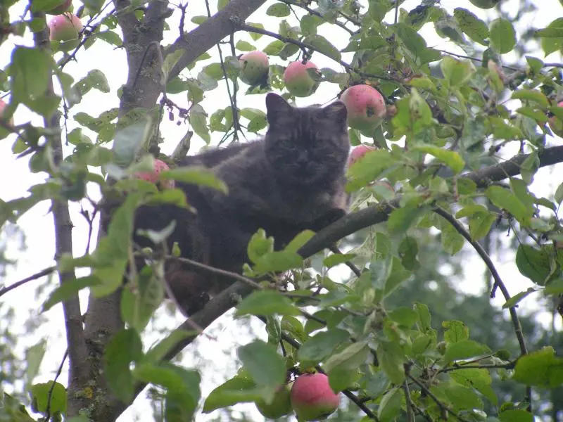 Los animales de granja, como los gatos, forman parte de unas vacaciones en una granja