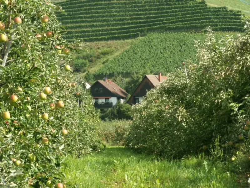 Granja frutícola
