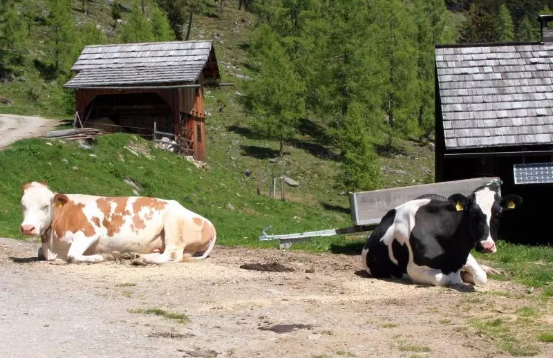 Vacas en una granja de Carintia
