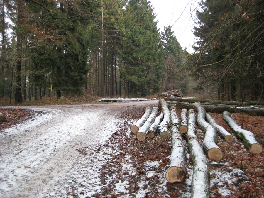 Forstweg am Gipfel des Limbergs im Teutoburger Wald bei Hilter am Teutoburger Wald