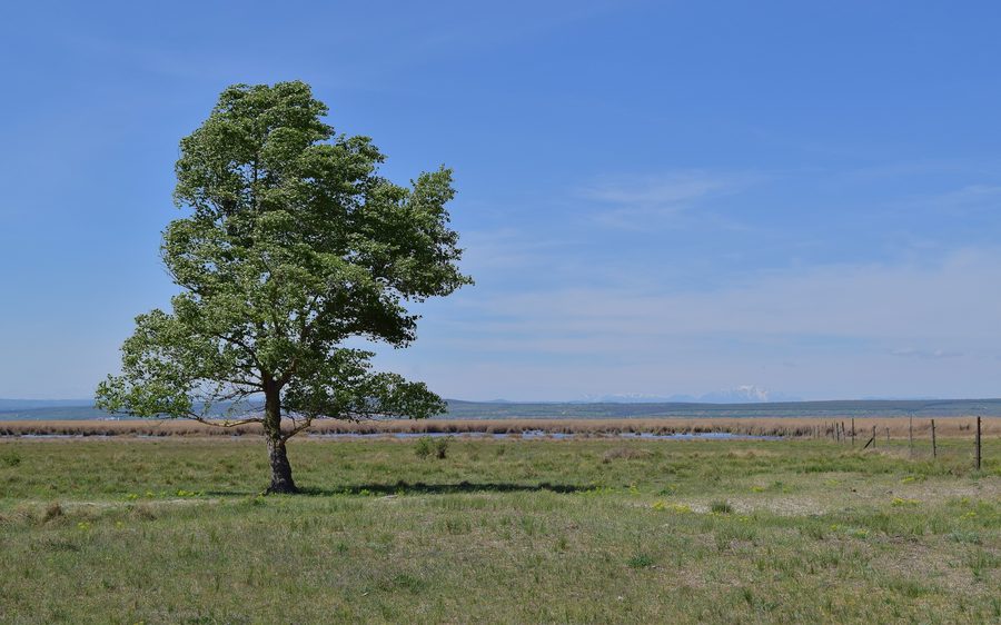 Neusiedler See im Seewinkel