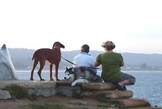 Hund am Wasser in Frankreich