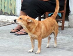 Hund in einem italienischen Urlaubsort