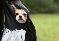 Kleiner Hund in einer Tragetasche