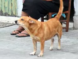 Hund in einem italienischen Urlaubsort